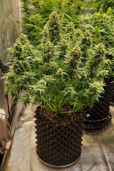 Instagram Chemdawg Auto