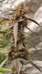 Instagram Guava Runtz Auto™