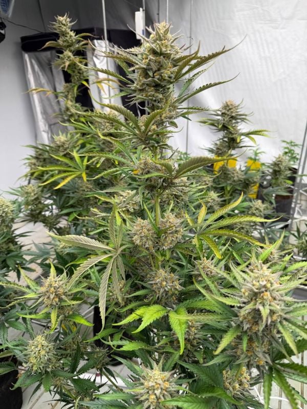 Instagram BubbleGum Auto
