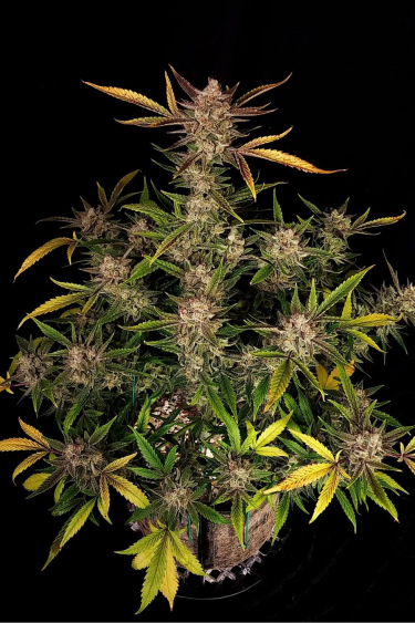 Instagram Ztrawberriez Auto