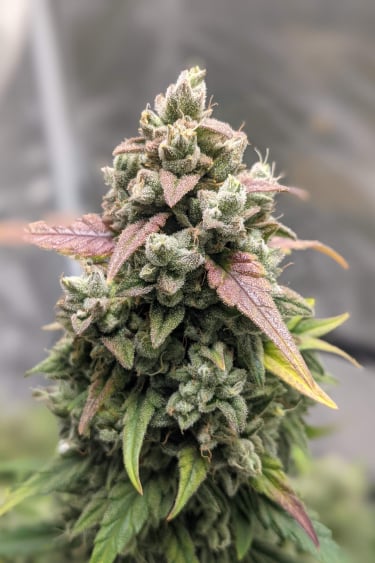 Instagram Lemon Pie Auto