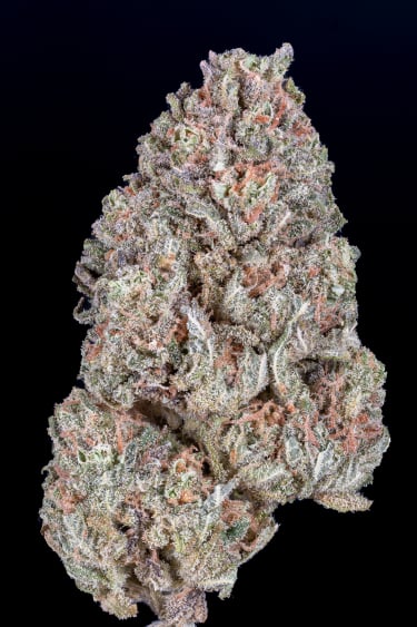 Instagram Orange Sherbet FF