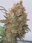 Instagram Guava Sundae Auto™