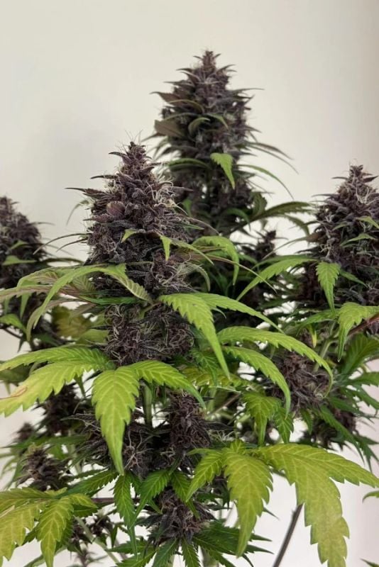 Instagram Purple Trial Pack