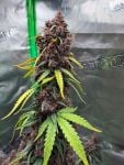 Instagram Purple Lemonade Auto RF3™