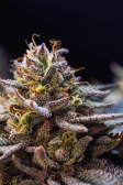 Instagram Gorilla Melon™