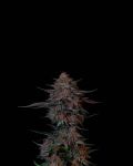 Instagram Guava Sundae Auto™