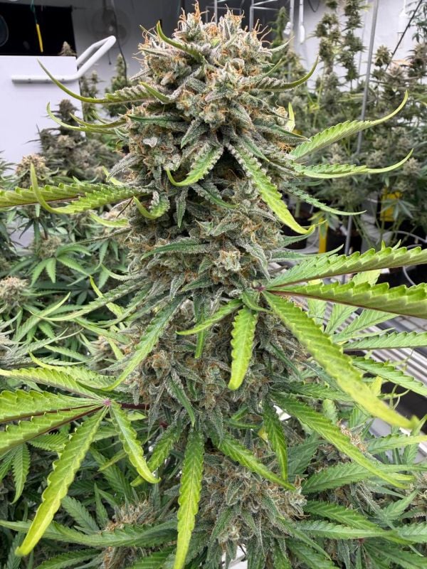 Instagram Cinderella Auto