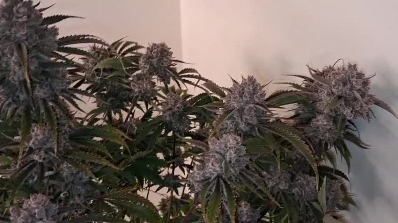 Frostbanger Auto, Pound Cake Auto, Cherry cola Auto , Banana purple punch Auto @??? DIS 