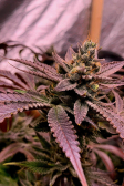 Instagram Purple Lemonade FF