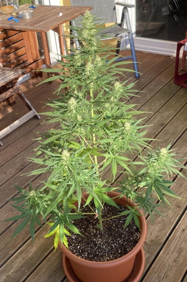 Instagram Girl Scout Cookies Auto