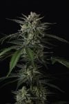 Instagram Banana Guava Auto™