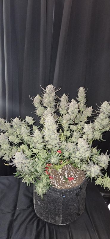 Instagram Guava Auto RF3