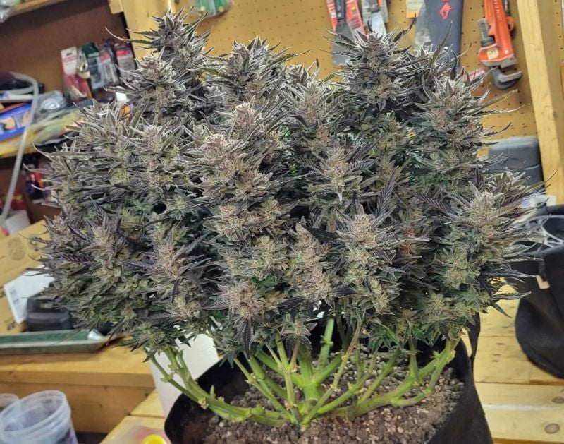 Instagram Gorilla Cookies Auto