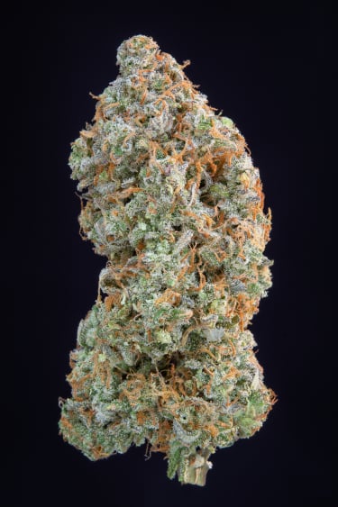 Instagram Forbidden Runtz Auto