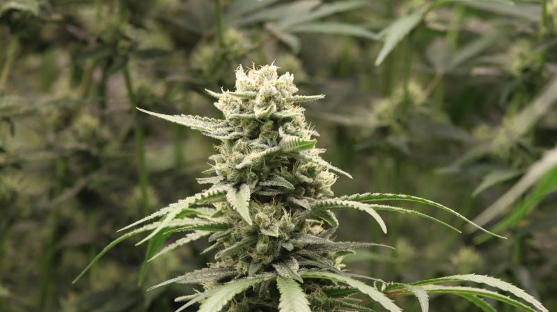 Instagram Banana Cherry Cookies Auto