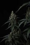 Instagram Banana Cherry Cookies Auto™
