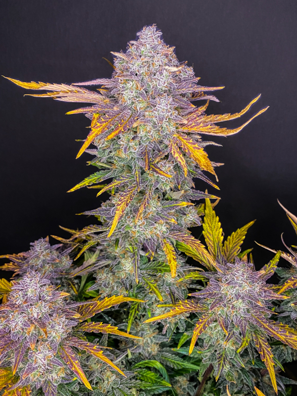 Strawberry Pie Auto Феменизированные семена Автоцветущие сорта