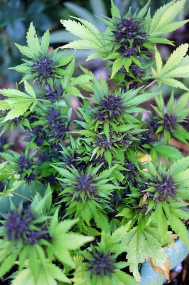 Instagram Purple Lemonade Auto