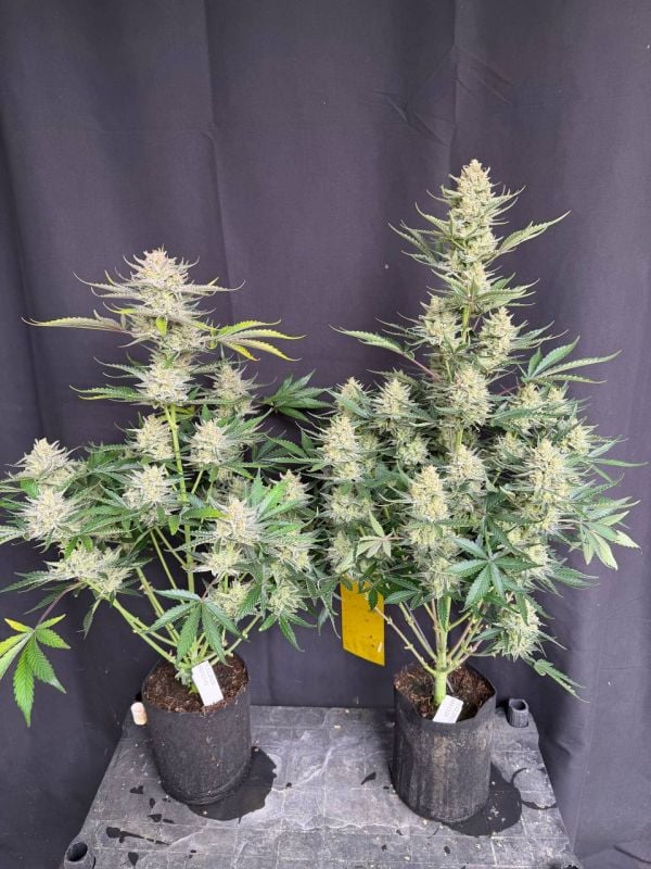 Instagram BubbleGum Auto
