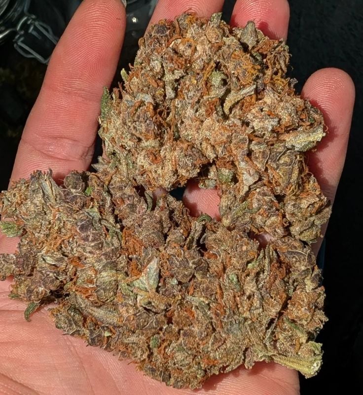 Instagram Mango Cherry Runtz Auto