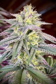 Instagram Papaya Sherbet™