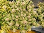 Instagram Cherry Cola Auto RF3™