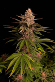Instagram Purple Lemonade FF