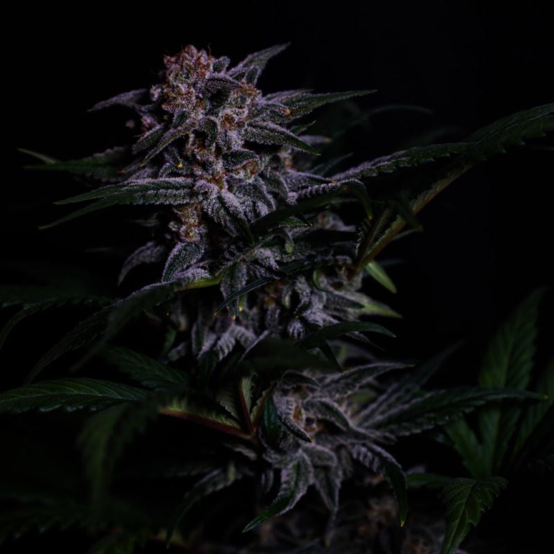 Instagram Strawberry Gorilla Auto RF3
