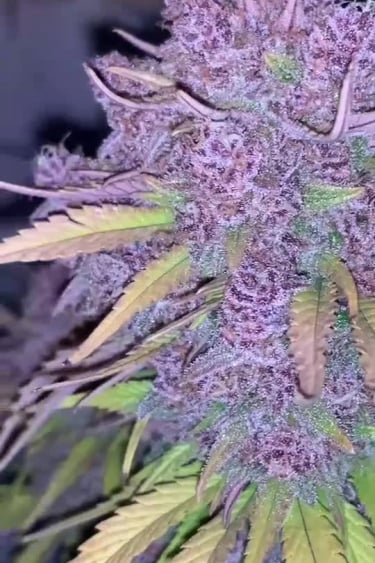 Banana Purple Punch Auto