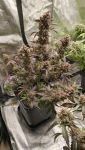 Instagram Guava Runtz Auto™