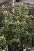 Instagram Tropicana Cookies FF