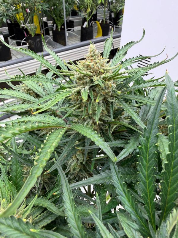 Instagram White Widow Auto