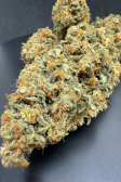 Instagram Papaya Cookies Auto™