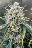 Instagram Gelato Auto