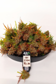 Instagram Pound Cake Auto™
