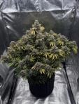 Instagram Banana Purple Punch Auto