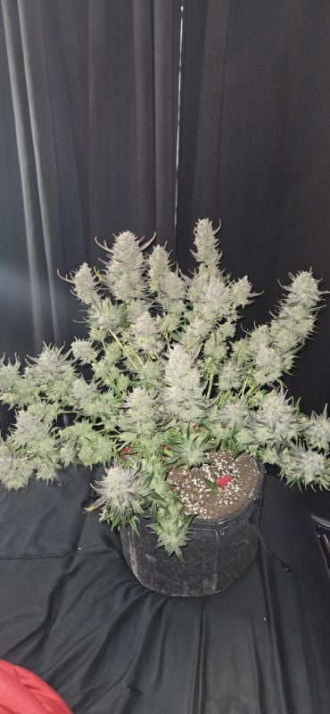 Instagram Guava Auto RF3