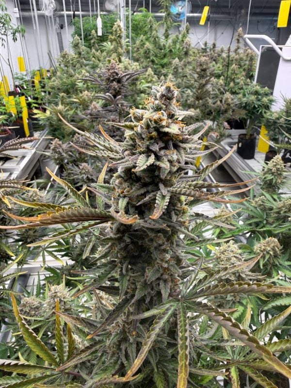 Instagram Cheese Auto