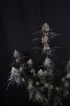 Instagram Lemon Cherry Sundae Auto™