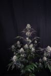 Instagram Sundae Frost Auto™