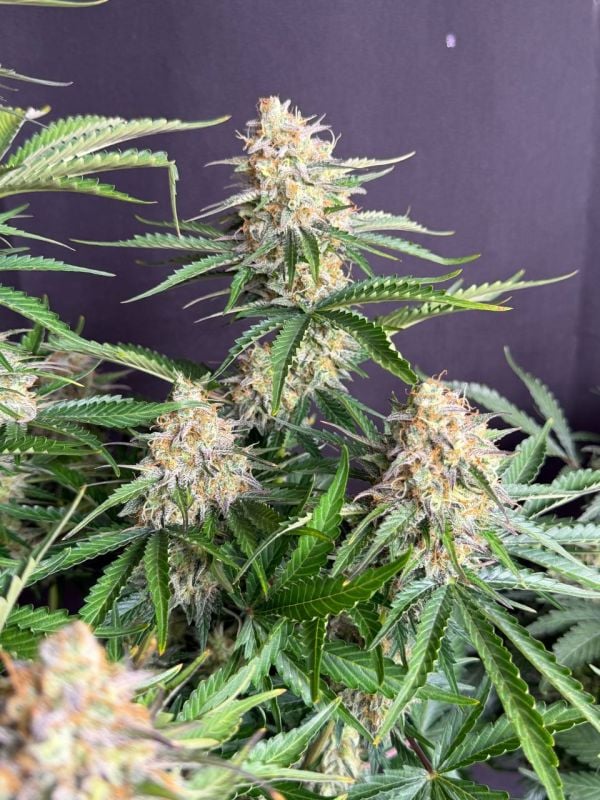 Instagram Moby Dick Auto