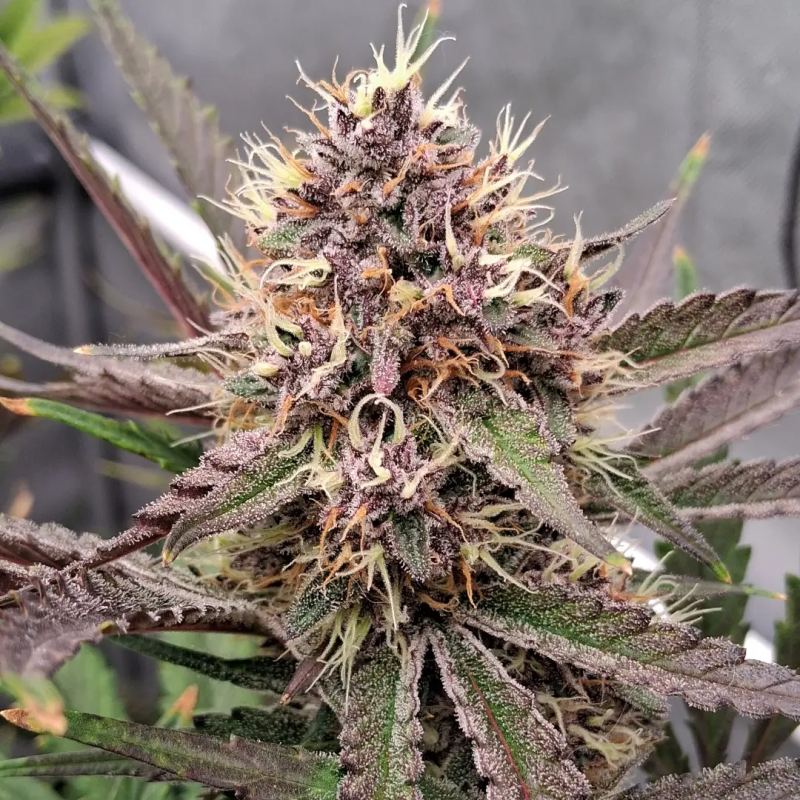 Instagram Guava Runtz Auto