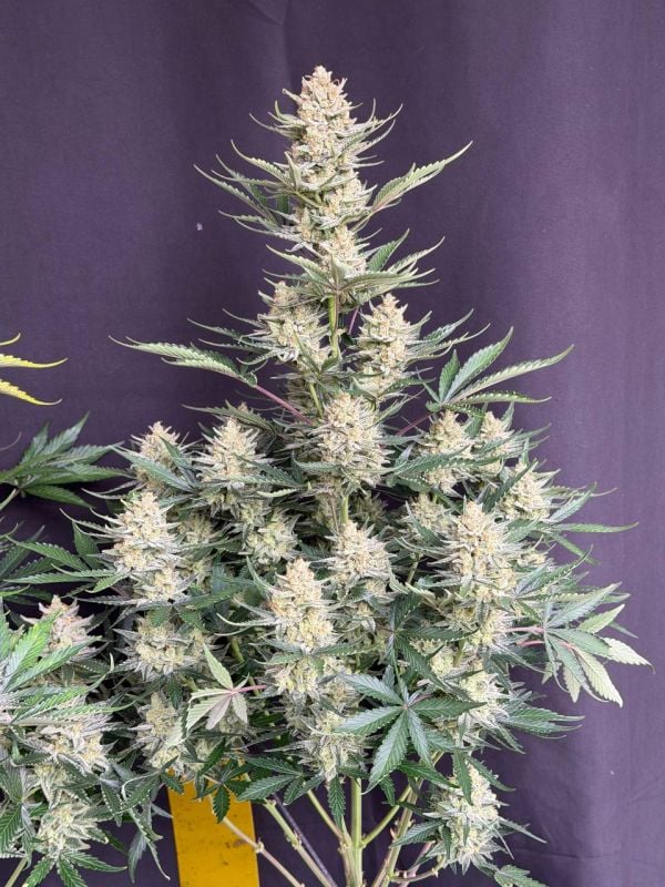 Instagram BubbleGum Auto