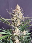 Instagram Big Bud Auto