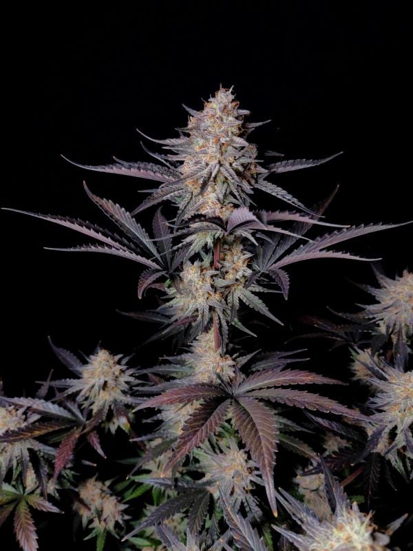 Instagram Guava Sundae Auto
