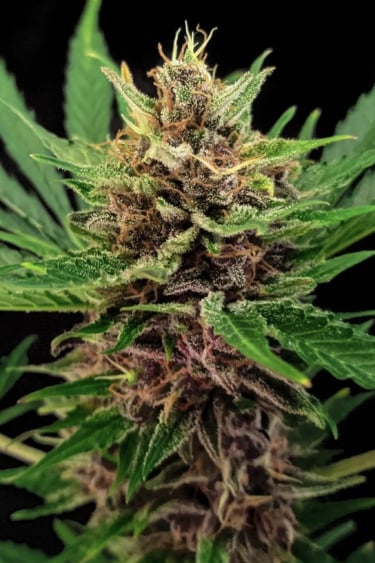 Instagram Amnesia Z Auto