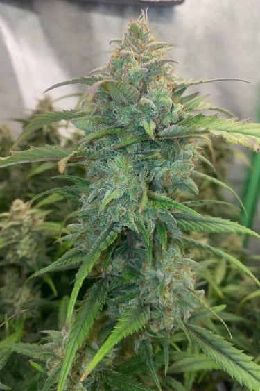 Instagram Forbidden Runtz Auto