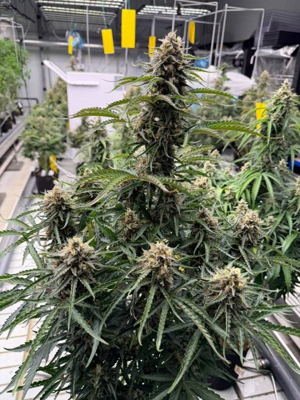 Instagram Northern Lights Auto
