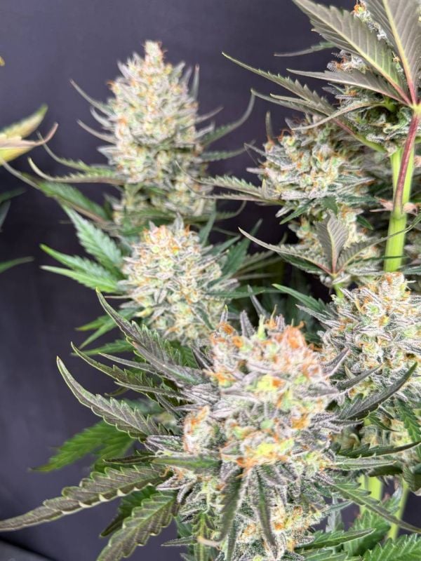 Instagram Chemdawg Auto